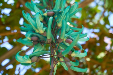 Tropik adada çiçek açan bitkiler, yakın plan.