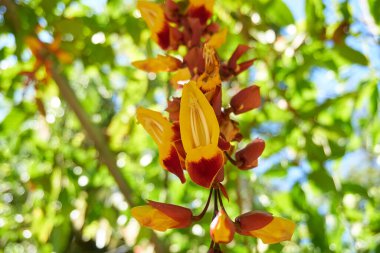 Tropik adada çiçek açan bitkiler, yakın plan.