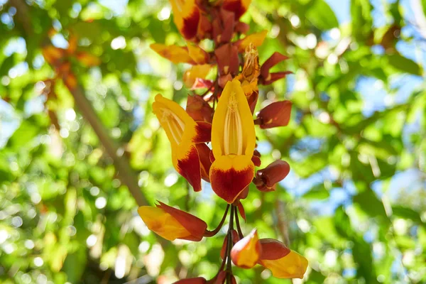 Blooming Plants Tropical Island Closeup — Stock Photo, Image