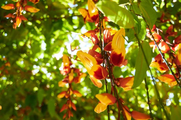 Florecientes Plantas Isla Tropical Primer Plano — Foto de Stock