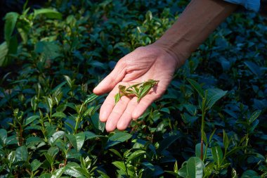 Çay ağacı yaprakları yakın.