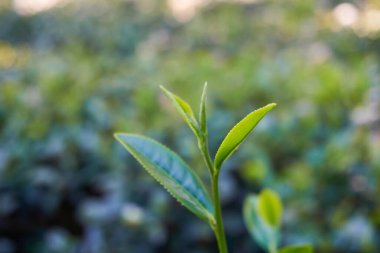 Çay ağacı yaprakları yakın.