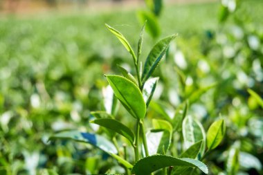 Çay ağacı yaprakları yakın.