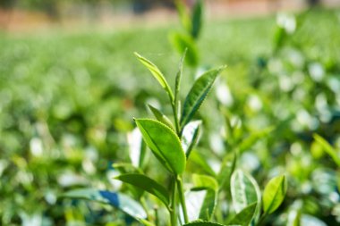 Çay ağacı yaprakları yakın.