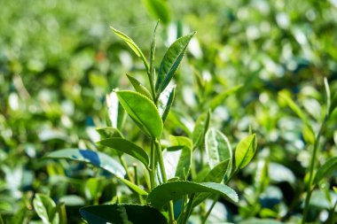 Çay ağacı yaprakları yakın.
