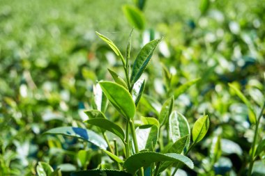 Çay ağacı yaprakları yakın.