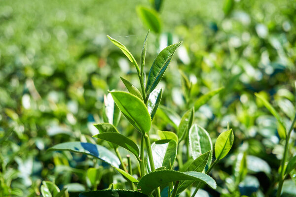 tea tree leaves close up