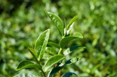 Çay ağacı yaprakları yakın.