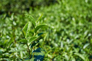 Tropikal adada büyüyen bitkiler, yakın plan.