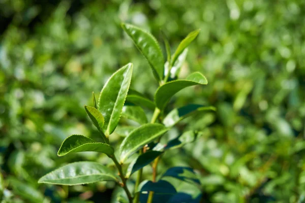 tea tree leaves close up
