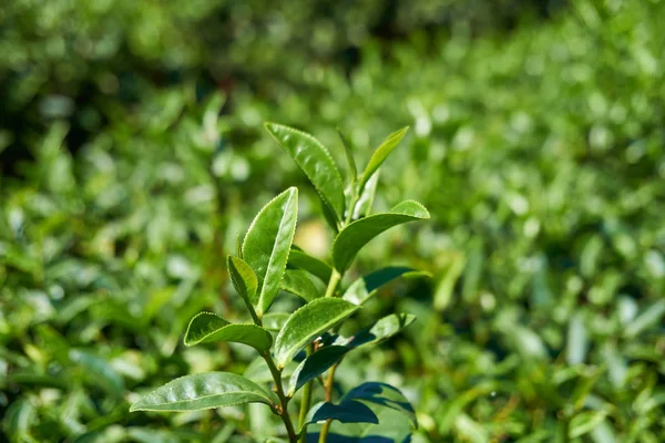 Листья Чайного Дерева — стоковое фото