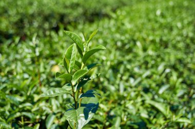 Çay ağacı yaprakları yakın.