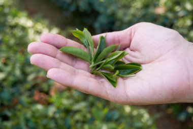 Elinde çay ağacı yaprakları