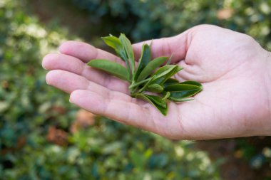 Elinde yeşil yapraklar tutan kişi