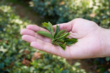 Elinde çay ağacı yaprakları