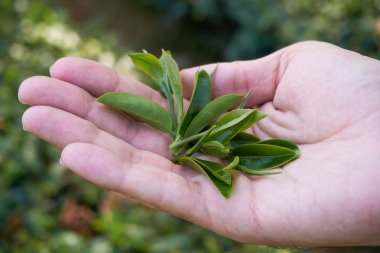 Elinde çay ağacı yaprakları