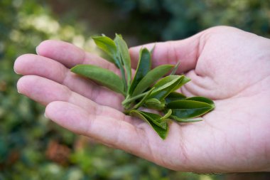 Elinde çay ağacı yaprakları