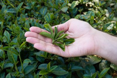Elinde çay ağacı yaprakları