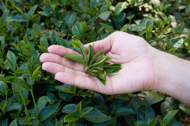 Elinde çay ağacı yaprakları