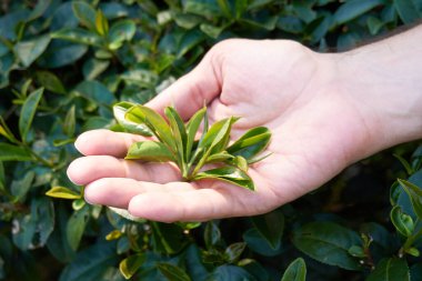 Elinde çay ağacı yaprakları