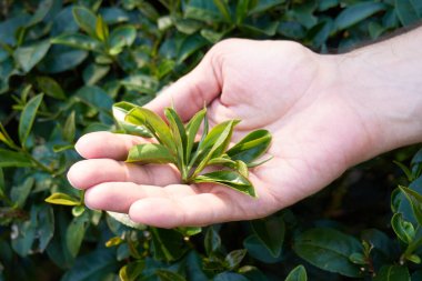 Elinde çay ağacı yaprakları