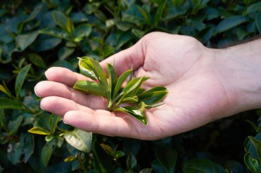 Elinde çay ağacı yaprakları