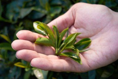 Elinde çay ağacı yaprakları