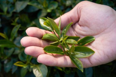 Elinde çay ağacı yaprakları