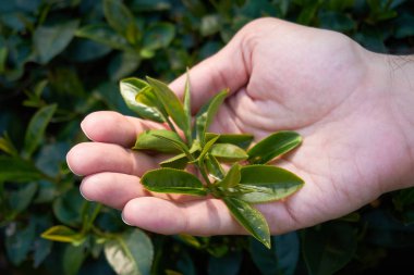 Elinde çay ağacı yaprakları