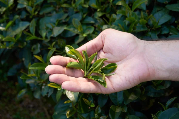 tea tree leaves in hand