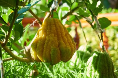 Olgunlaşan tropik meyvelerin yakınlaşması