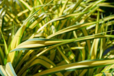 Tropikal adada büyüyen bitkiler, yakın plan.