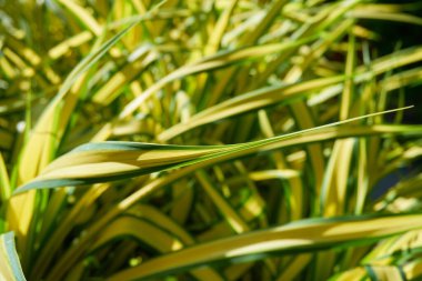 Tropikal adada büyüyen bitkiler, yakın plan.