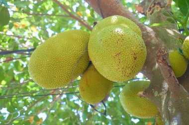 Olgunlaşan tropik meyvelerin yakınlaşması