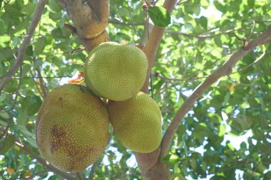 Olgunlaşan tropik meyvelerin yakınlaşması
