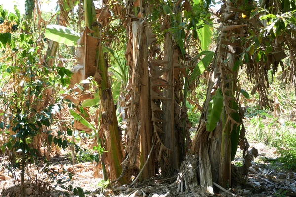 Árboles Verdes Isla Tropical —  Fotos de Stock