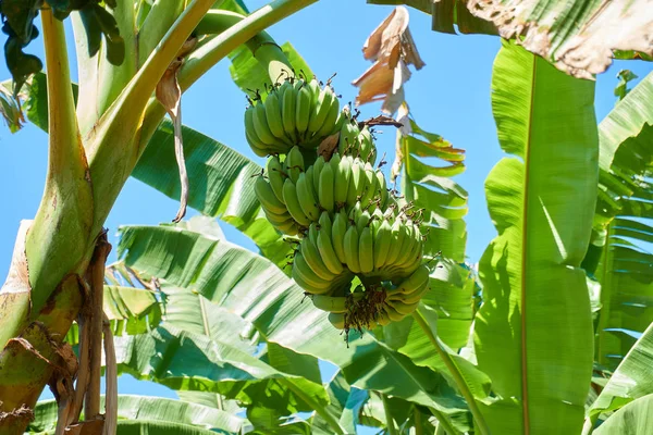 Kilka Bananów Widok Błękitne Niebo — Zdjęcie stockowe