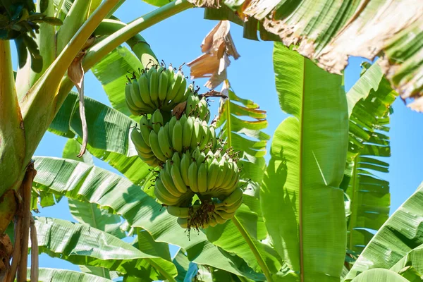 Kilka Bananów Widok Błękitne Niebo — Zdjęcie stockowe