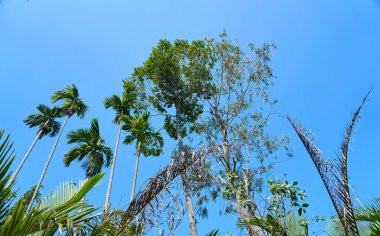 Tropik adada yeşil ağaçlar