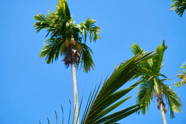 Zielone Drzewa Tropikalnej Wyspie — Zdjęcie stockowe