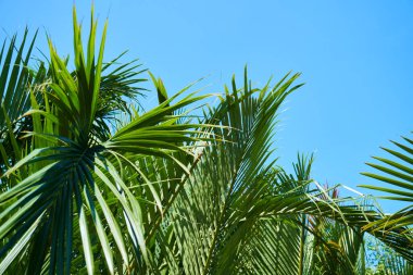 Mavi gökyüzüne karşı palmiye ağaçları        