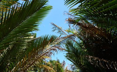Mavi gökyüzüne karşı palmiye ağaçları        