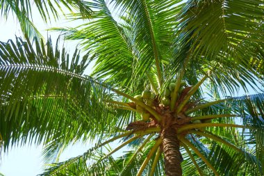 Mavi gökyüzüne karşı palmiye ağaçları        