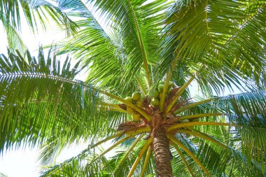 Mavi gökyüzüne karşı palmiye ağaçları        