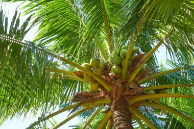 Mavi gökyüzüne karşı palmiye ağaçları        