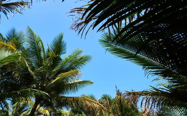 Palme Contro Cielo Blu — Foto Stock