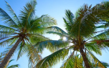 Mavi gökyüzüne karşı palmiye ağaçları        