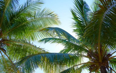 Mavi gökyüzüne karşı palmiye ağaçları        