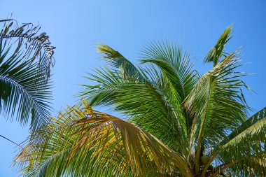 Mavi gökyüzüne karşı palmiye ağaçları        