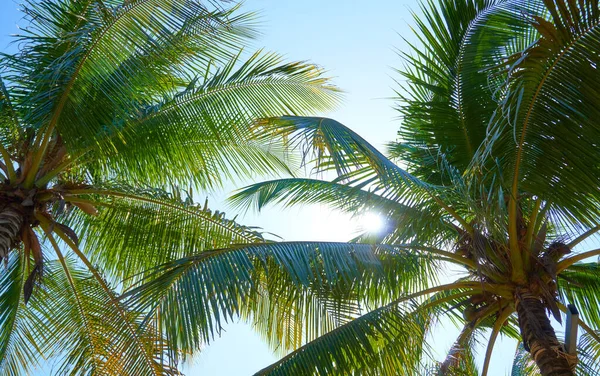 Palmeras Contra Cielo Azul — Foto de Stock